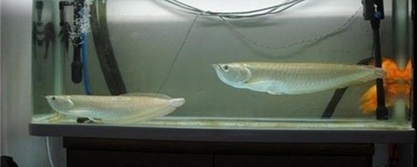 銀龍魚鹽度多少最合適（銀龍魚的飼養方式）