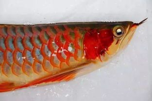 龍魚瘋狂撞缸呼吸急促怎么回事：如何判斷龍魚是否因饑餓撞缸 龍魚瘋狂撞缸呼吸急促怎么回事：如何判斷龍魚是否因饑餓撞缸 龍魚百科 第1張