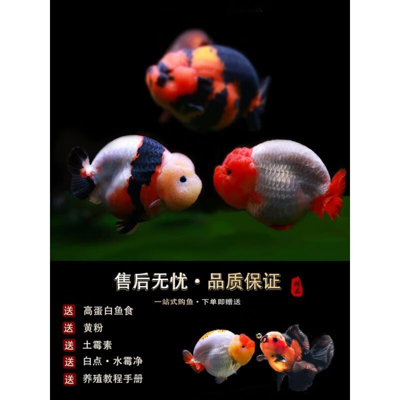 土霉素拌魚食喂龍魚可以嗎（使用土霉素拌魚食喂龍魚是可行的）