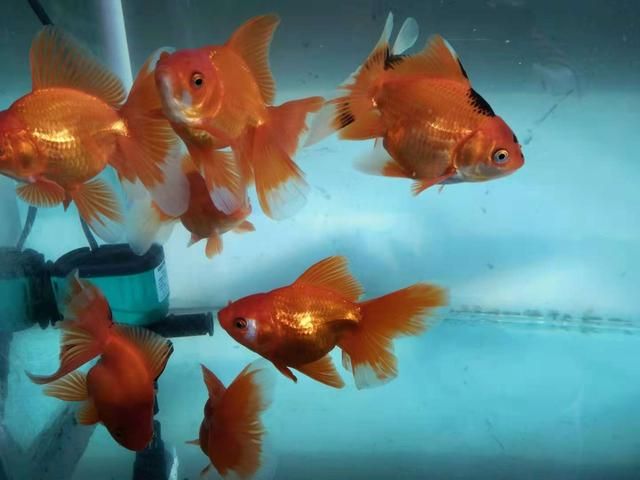 土霉素拌魚食喂龍魚可以嗎（使用土霉素拌魚食喂龍魚是可行的）