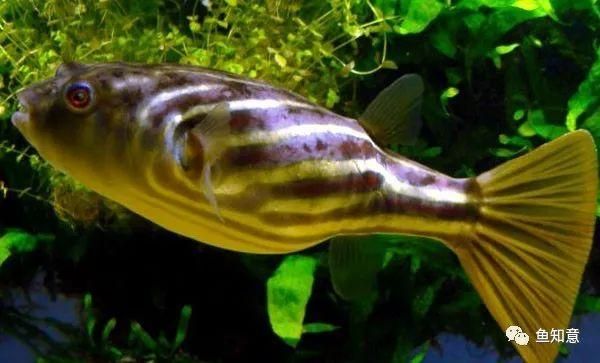 斑馬狗頭可以跟龍魚混養(yǎng)嗎：斑馬狗頭魚和龍魚可以混養(yǎng)嗎 斑馬狗頭可以跟龍魚混養(yǎng)嗎：斑馬狗頭魚和龍魚可以混養(yǎng)嗎 龍魚百科 第3張