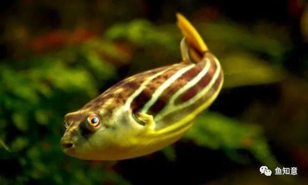 斑馬狗頭可以跟龍魚混養(yǎng)嗎：斑馬狗頭魚和龍魚可以混養(yǎng)嗎 斑馬狗頭可以跟龍魚混養(yǎng)嗎：斑馬狗頭魚和龍魚可以混養(yǎng)嗎 龍魚百科 第2張