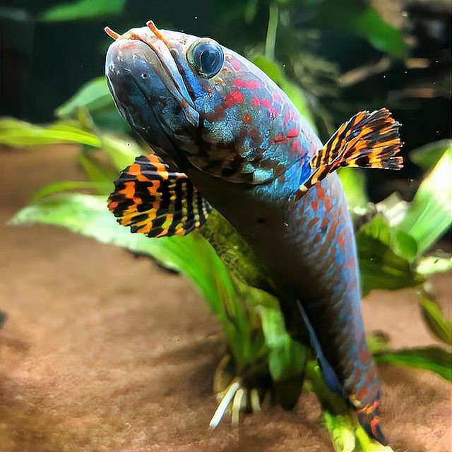 埃及和龍魚混養怎么喂食