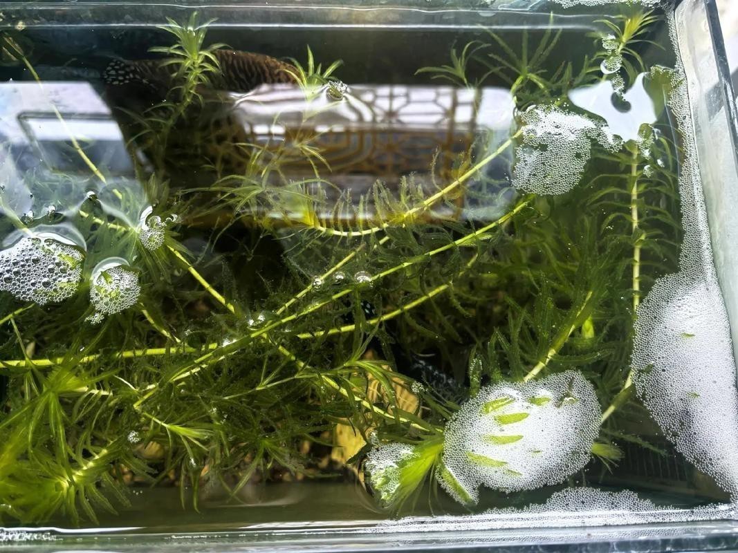 金龍魚的成長過程圖解大全