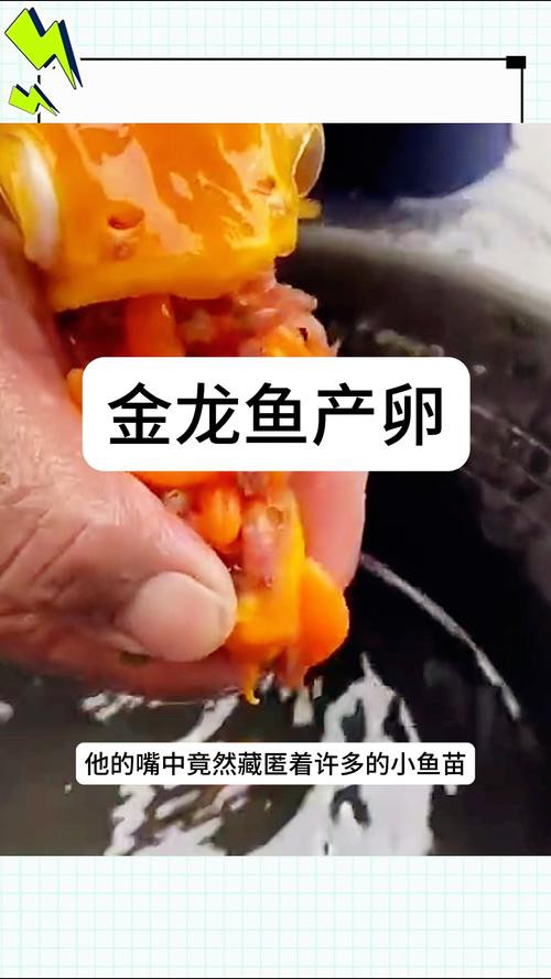 金龍魚的成長過程圖解大全