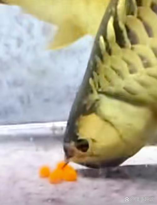 金龍魚的成長過程圖解大全