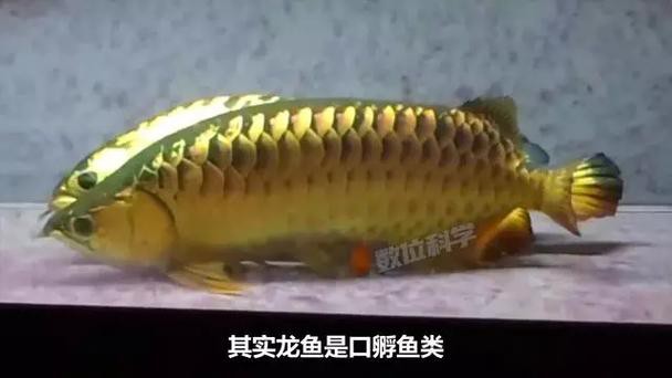 金龍魚的成長過程圖解大全