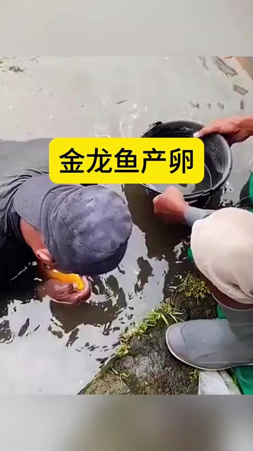 金龍魚的成長過程圖解大全