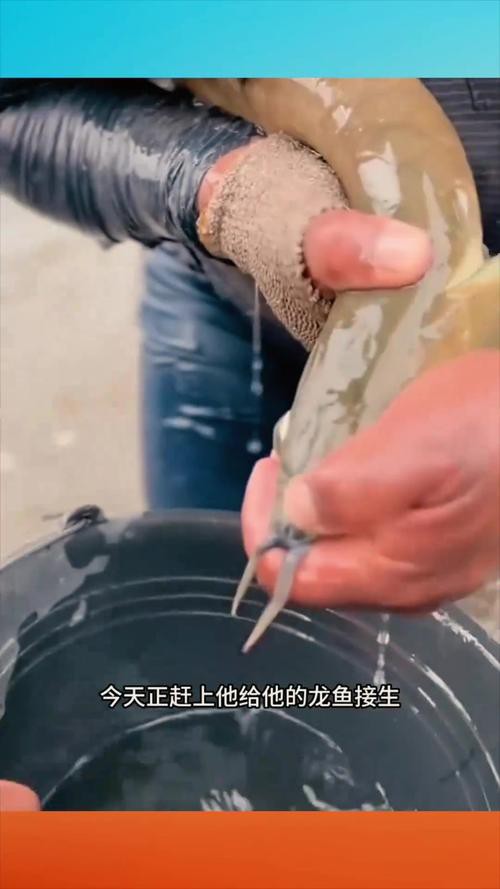 金龍魚的成長過程圖解大全