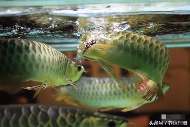 給龍魚喂食草金怎樣消毒最好（給龍魚喂食草金時消毒是一個重要步驟以確保草金的安全性和龍魚的健康）