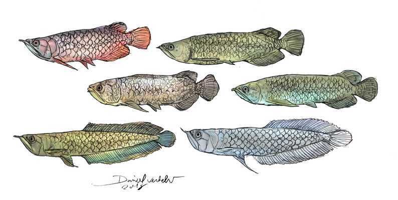 可以給龍魚缸下慶大霉素：巨骨舌魚和龍魚哪個厲害巨骨舌魚和龍魚哪個厲害巨骨舌魚
