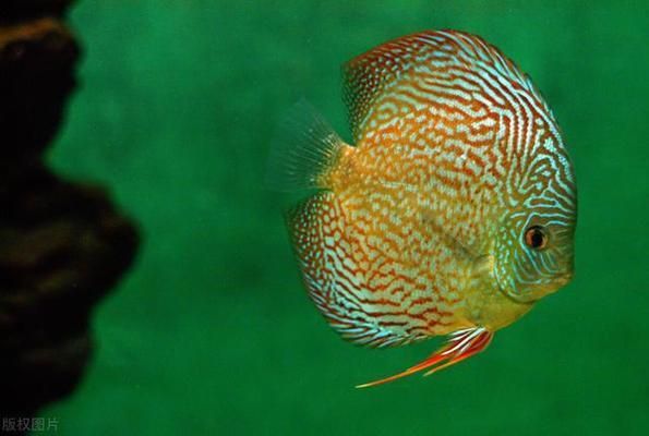 龍魚吃活食和飼料的好處是什么（龍魚活食與飼料營養對比）