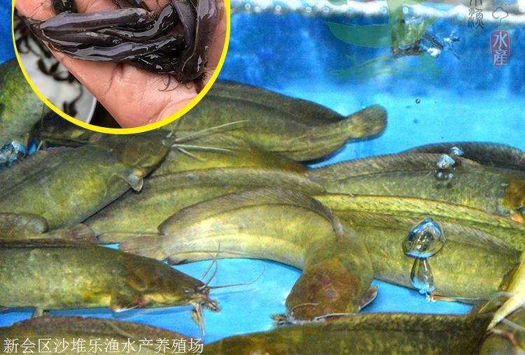 龍魚的做法有哪些菜：龍魚的幾種烹飪方法