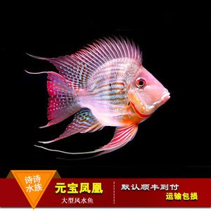 紅龍魚的最佳混養(yǎng)魚(紅龍魚和什么魚混養(yǎng)最好) 龍魚百科 第7張 紅龍魚的最佳混養(yǎng)魚(紅龍魚和什么魚混養(yǎng)最好) 紅龍魚的最佳混養(yǎng)魚(紅龍魚和什么魚混養(yǎng)最好) 龍魚百科 第7張