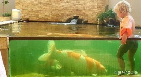 龍魚(yú)能吃錦鯉的魚(yú)糧嗎怎么喂的：龍魚(yú)可以吃錦鯉的魚(yú)糧嗎
