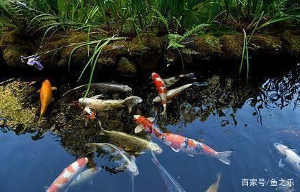 龍魚能吃錦鯉的魚糧嗎怎么喂的：龍魚可以吃錦鯉的魚糧嗎