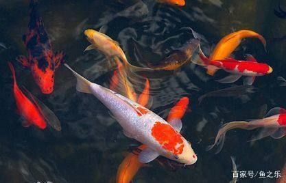 龍魚能吃錦鯉的魚糧嗎怎么喂的：龍魚可以吃錦鯉的魚糧嗎
