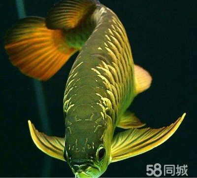 金龍魚不過背：過背金龍魚與過背金龍魚的區(qū)別，飼養(yǎng)過背金龍魚的方法