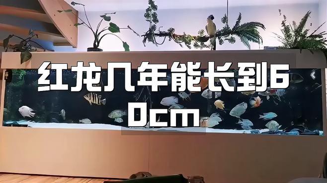 印尼紅龍魚苗的成長(zhǎng)速度