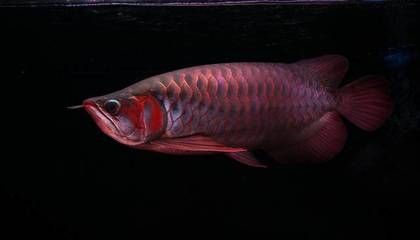 紅龍魚和魟魚混養的缺點：水質管理困難：魟魚能吃能拉，排泄物較多 紅龍魚和魟魚混養的缺點：水質管理困難：魟魚能吃能拉，排泄物較多 龍魚百科 第1張