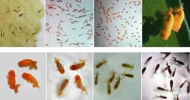 祥龍魚場品牌產品介紹圖片大全高清:祥龍魚場品牌產品,品質與創新的完美結合 龍魚百科 第2張 祥龍魚場品牌產品介紹圖片大全高清:祥龍魚場品牌產品,品質與創新的完美結合 祥龍魚場品牌產品介紹圖片大全高清:祥龍魚場品牌產品,品質與創新的完美結合 龍魚百科 第2張