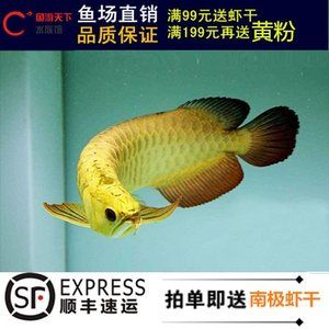 金龍魚眼睛有塊白膜黃粉：金龍魚眼睛出現白膜怎么辦 金龍魚眼睛有塊白膜黃粉：金龍魚眼睛出現白膜怎么辦 龍魚百科 第2張