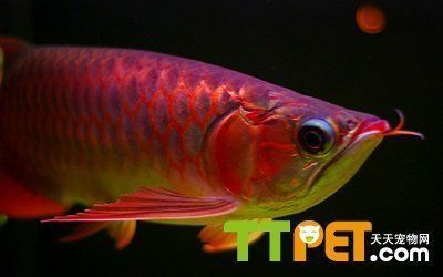 龍魚一喂食就趴缸：龍魚喂食后不久就趴缸的原因及解決方法 龍魚一喂食就趴缸：龍魚喂食后不久就趴缸的原因及解決方法 龍魚百科 第2張