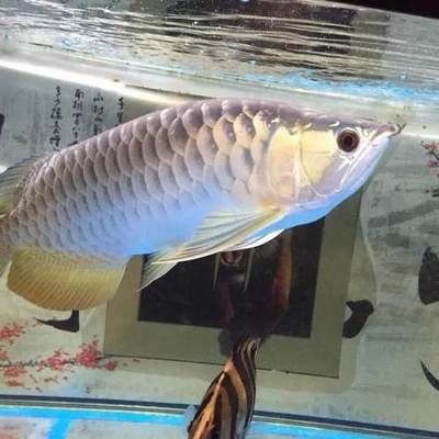 黑背金龍魚多少錢(黑背金龍魚市場行情) 龍魚百科 第1張 黑背金龍魚多少錢(黑背金龍魚市場行情) 黑背金龍魚多少錢(黑背金龍魚市場行情) 龍魚百科 第1張