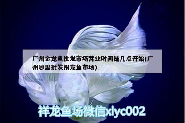 廣州龍魚(yú)批發(fā)市場(chǎng)營(yíng)業(yè)時(shí)間是幾點(diǎn)到幾點(diǎn)：廣州龍魚(yú)批發(fā)市場(chǎng)交通指南