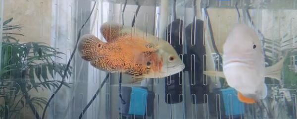 金龍魚招財魚鸚鵡魚能養在一塊嗎：金龍魚、招財魚、鸚鵡魚可以一起養