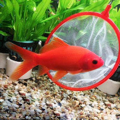 金龍魚招財魚鸚鵡魚能養在一塊嗎：金龍魚、招財魚、鸚鵡魚可以一起養
