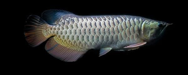 龍魚突然翻肚是死了嗎？（龍魚突然翻肚并不一定意味著它已經死亡，可能是由多種原因引起的）