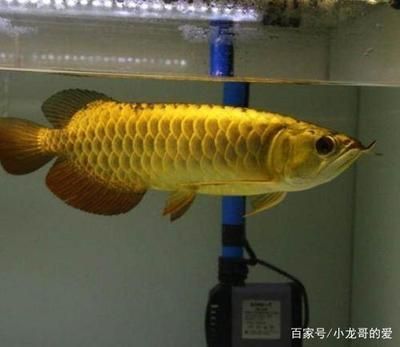 龍魚(yú)死的原因：龍魚(yú)死亡的一些原因