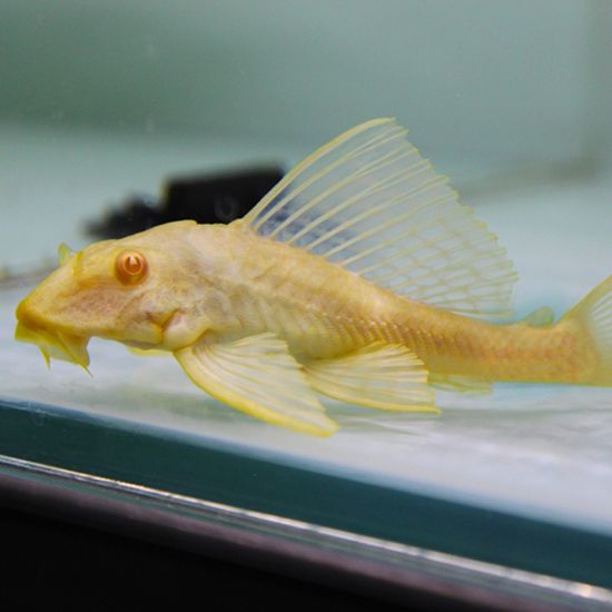 金龍魚吃小金魚嗎：金龍魚可以吃小金魚嗎 金龍魚吃小金魚嗎：金龍魚可以吃小金魚嗎 龍魚百科 第7張