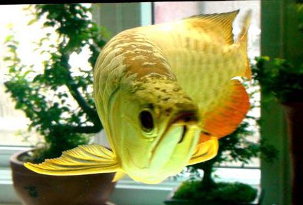 金龍魚吃小金魚嗎：金龍魚可以吃小金魚嗎 金龍魚吃小金魚嗎：金龍魚可以吃小金魚嗎 龍魚百科 第3張