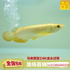 藍龍魚多少錢一條（藍龍魚市場價格波動原因） 藍龍魚多少錢一條（藍龍魚市場價格波動原因） 龍魚百科 第5張