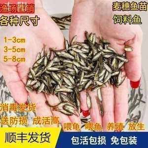 龍魚多久喂一次活食：龍魚吃什么飼料魚好