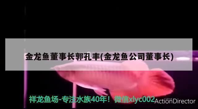 龍魚多久喂一次活食：龍魚吃什么飼料魚好