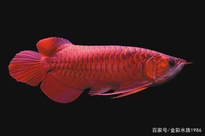 紅龍魚尾巴：如何挑選優質紅龍魚
