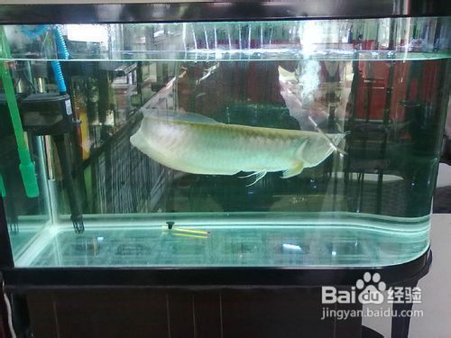 第一次養銀龍魚苗怎么養，第一次養銀龍魚苗需要注意的問題