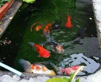 綠水對龍魚影響有多大：綠水對龍魚影響有多大， 綠水對龍魚影響有多大：綠水對龍魚影響有多大， 龍魚百科 第1張