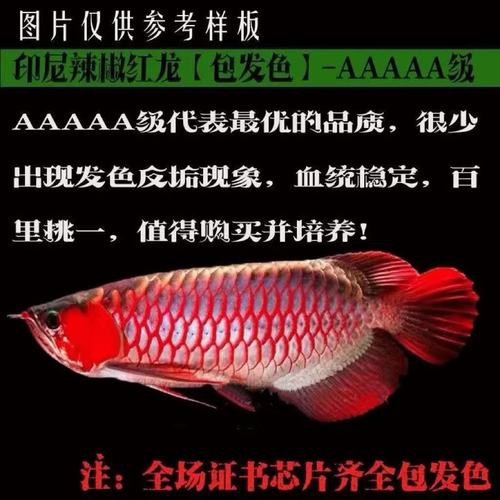 播放紅龍魚的圖片大全大圖
