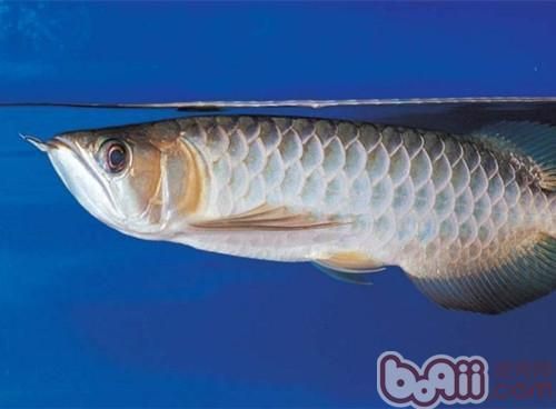 青龍魚買不到（如何辨別青龍魚健康青龍魚價格波動原因，青龍魚價格波動原因）