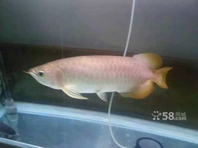 龍魚芯片在哪個位置（龍魚芯片通常被注射在哪個位置龍魚芯片在哪個位置）