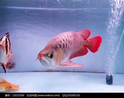 金龍魚是一種古老而獨特的魚類，學名為美麗硬骨舌魚科：描述金龍魚的一段話是什么，