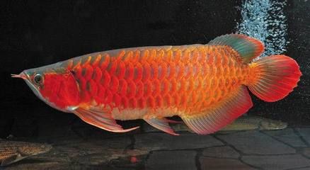 紅龍魚飲食對色彩影響：如何避免紅龍魚消化不良