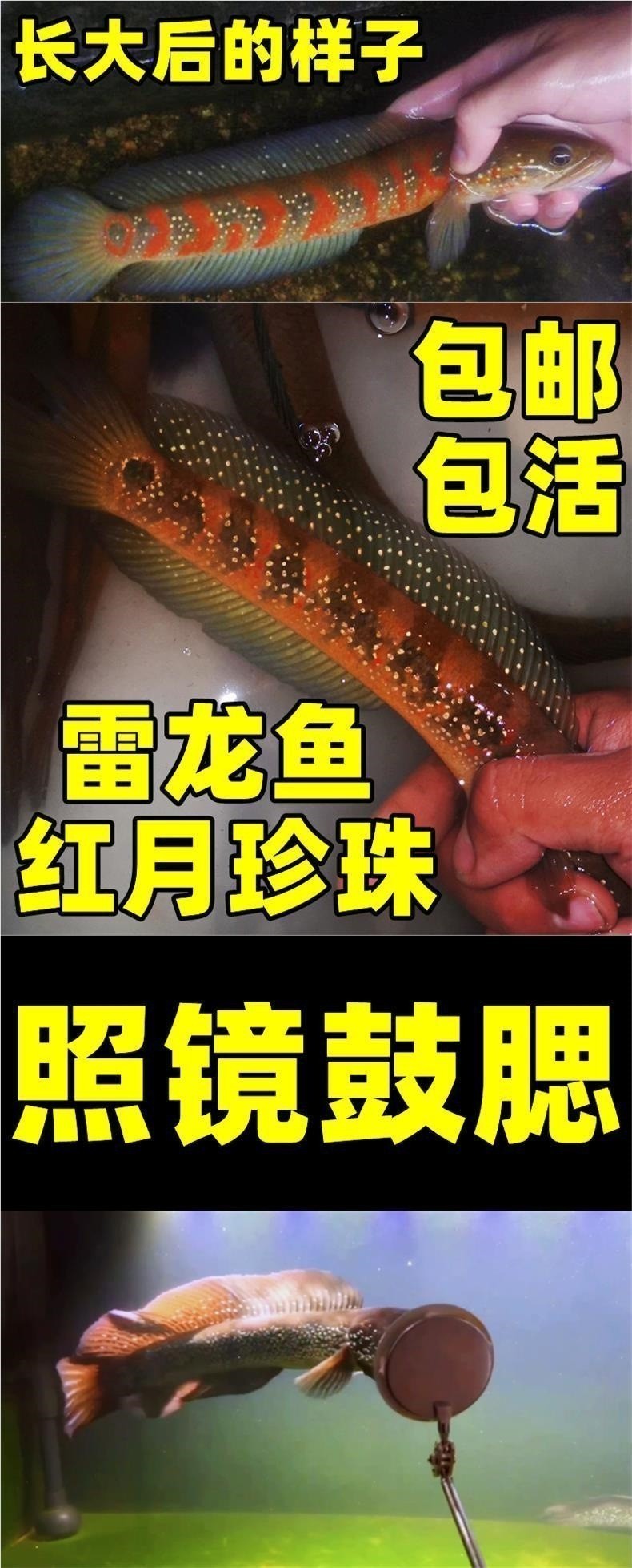中國雷龍魚冷水