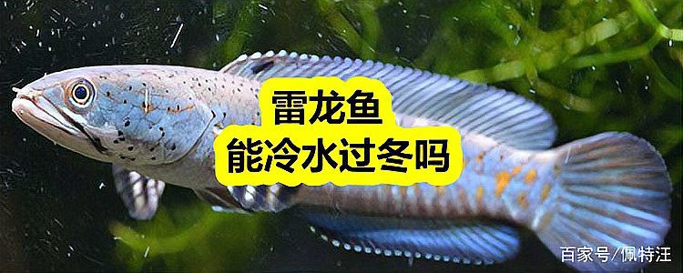 中國雷龍魚冷水
