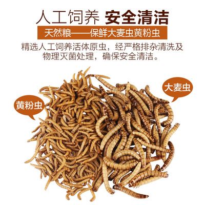 銀龍魚(yú)能用黃粉嗎：銀龍魚(yú)使用黃粉對(duì)魚(yú)類具體危害，水族箱水質(zhì)維護(hù)技巧