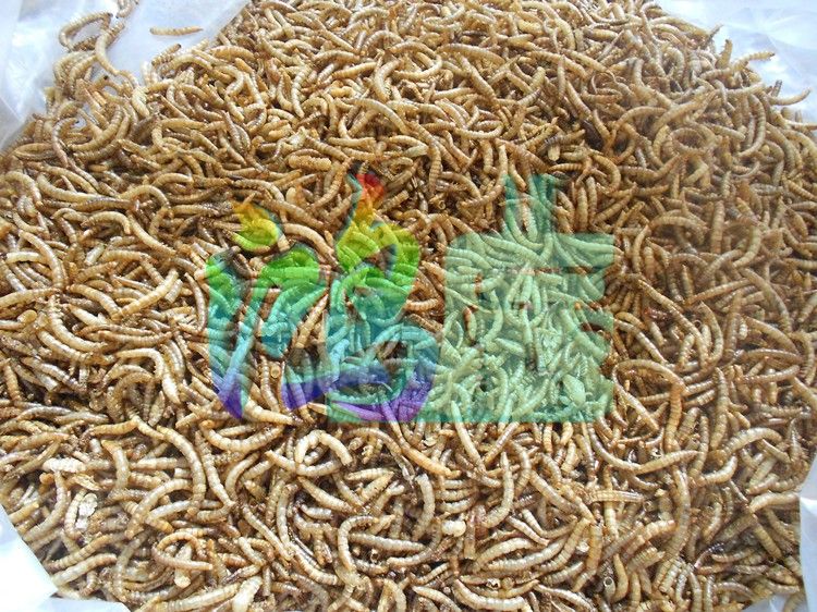 銀龍魚(yú)能用黃粉嗎：銀龍魚(yú)使用黃粉對(duì)魚(yú)類具體危害，水族箱水質(zhì)維護(hù)技巧